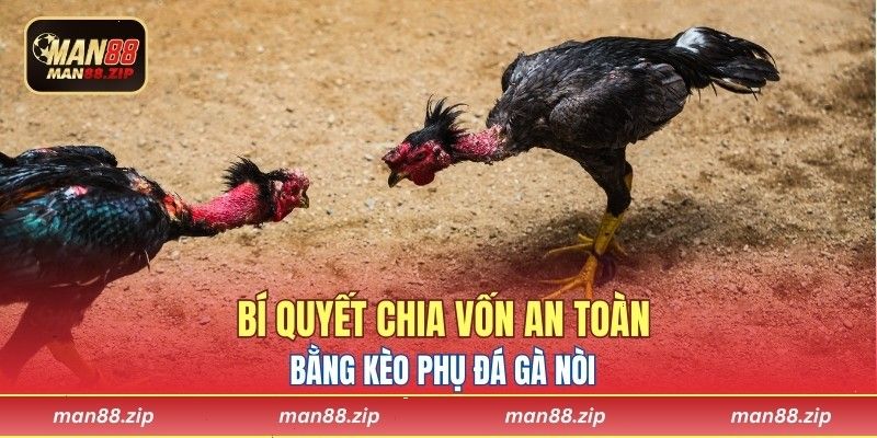 Bí quyết chia vốn an toàn bằng kèo phụ đá gà nòi