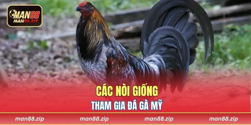 Các nòi giống tham gia đá gà Mỹ