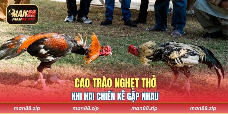 Cao trào nghẹt thở khi hai chiến kê gặp nhau