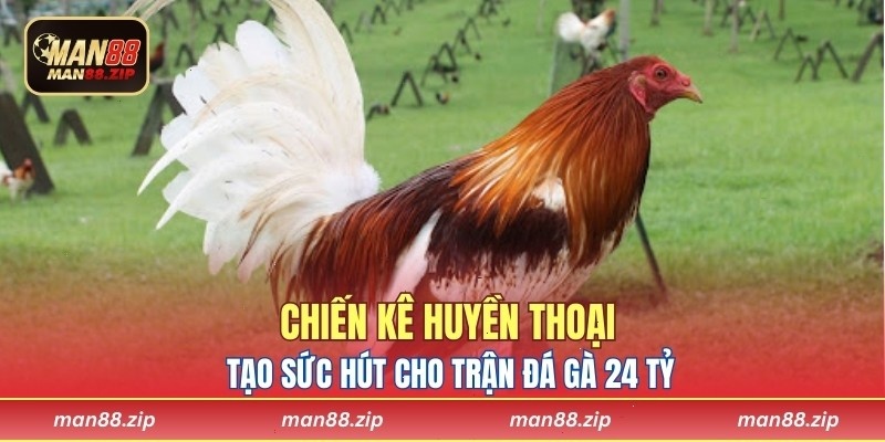 Chiến kê huyền thoại tạo sức hút cho trận đá gà 24 tỷ