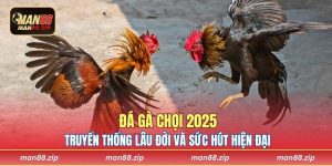 Đá Gà Chọi 2025 - Truyền Thống Lâu Đời Và Sức Hút Hiện Đại