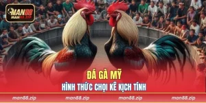 Đá Gà Mỹ - Thưởng Thức Trận Đấu Kịch Tính Tại Man88