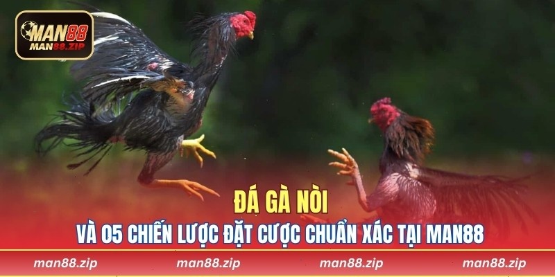 Đá Gà Nòi Và 05 Chiến Lược Đặt Cược Chuẩn Xác Tại Man88