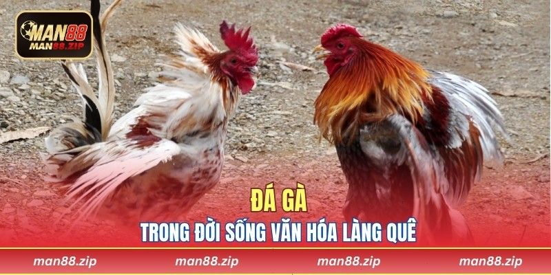 Đá gà trong đời sống văn hóa làng quê