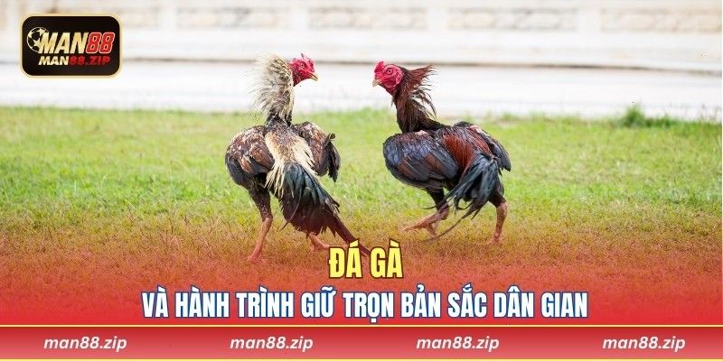 Đá gà và hành trình giữ trọn bản sắc dân gian