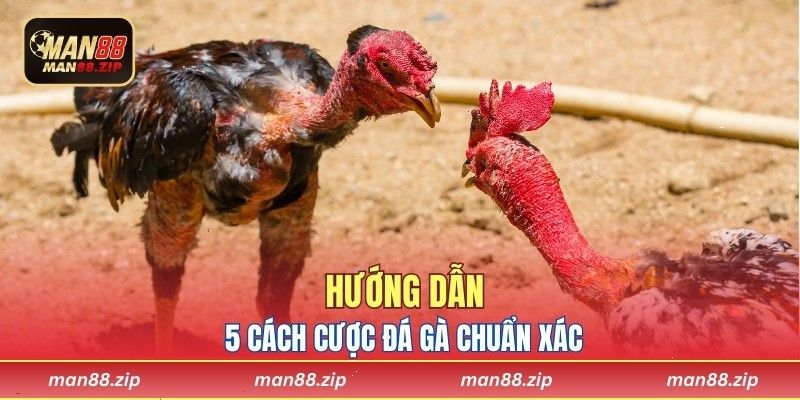 Hướng dẫn 5 cách cược đá gà chuẩn xác