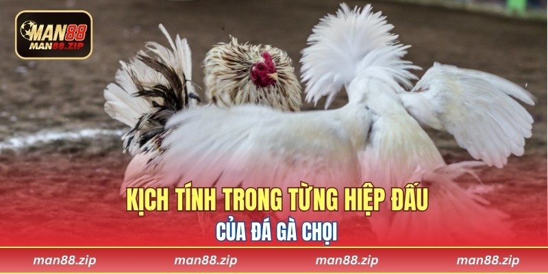 Kịch tính trong từng hiệp đấu của đá gà chọi