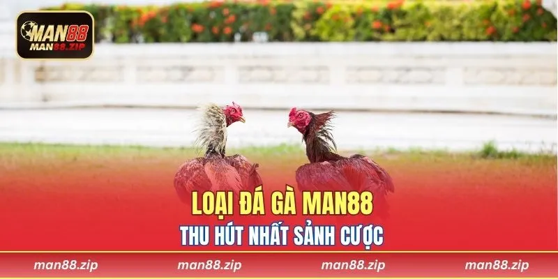 Loại đá gà Man88 thu hút nhất sảnh cược