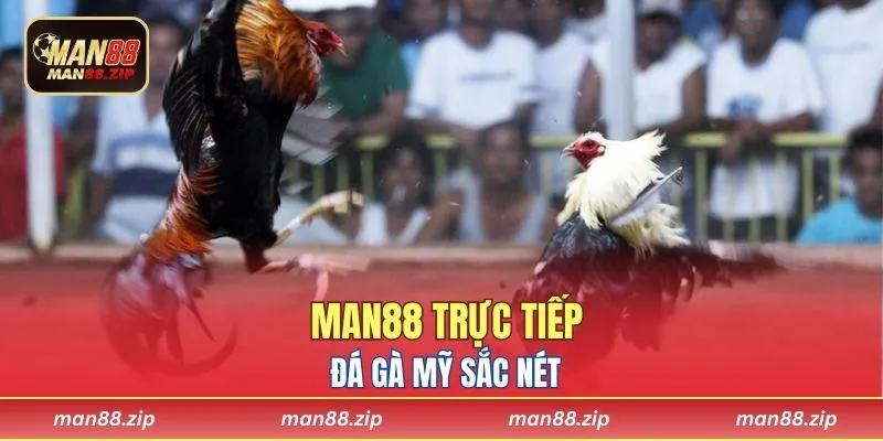 Man88 trực tiếp đá gà Mỹ sắc nét